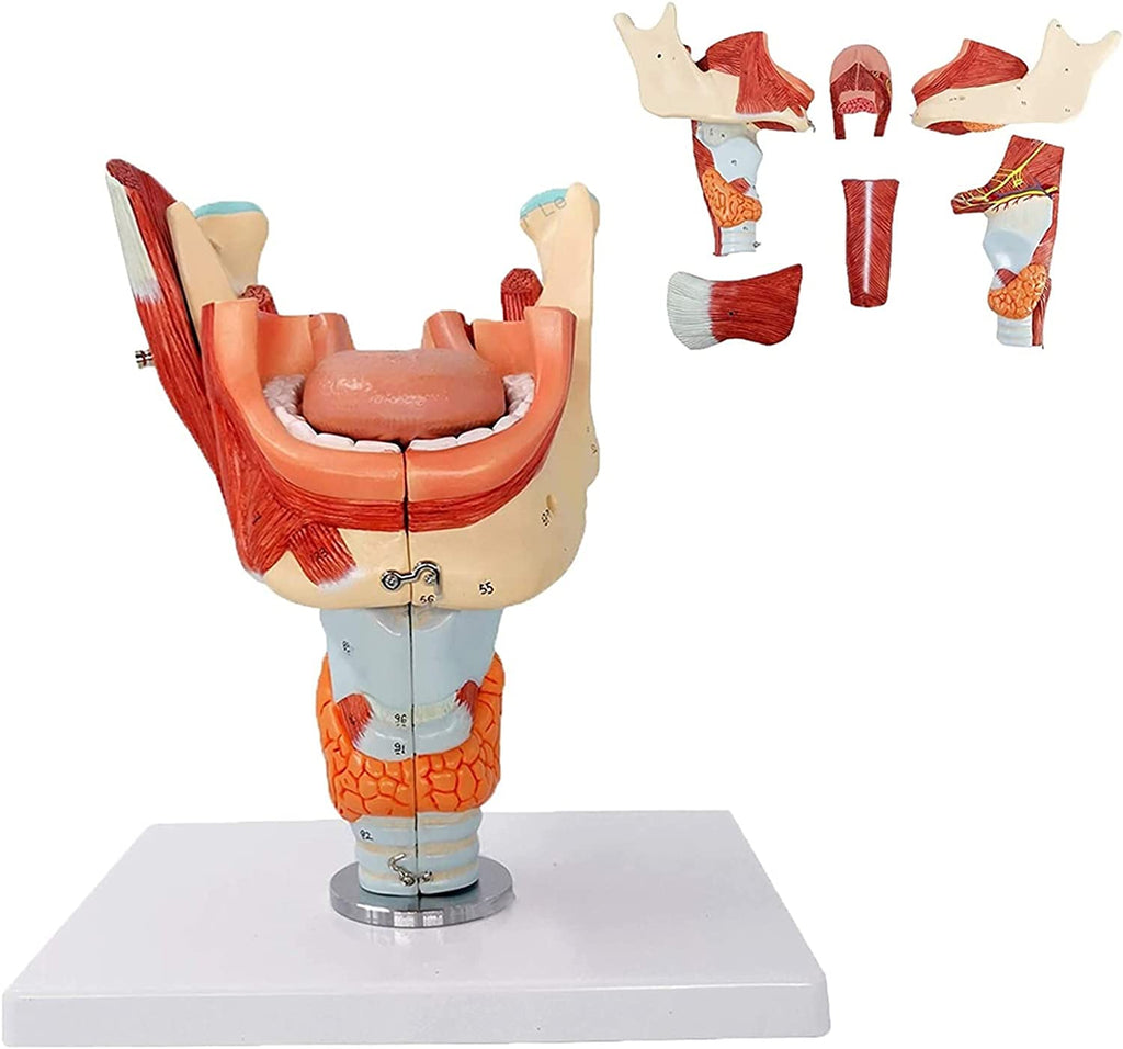 Evotech Scientific Deluxe Cavities of the Nose, Mouth and Throat with Larynx, 2x Life Size, 10 Parts