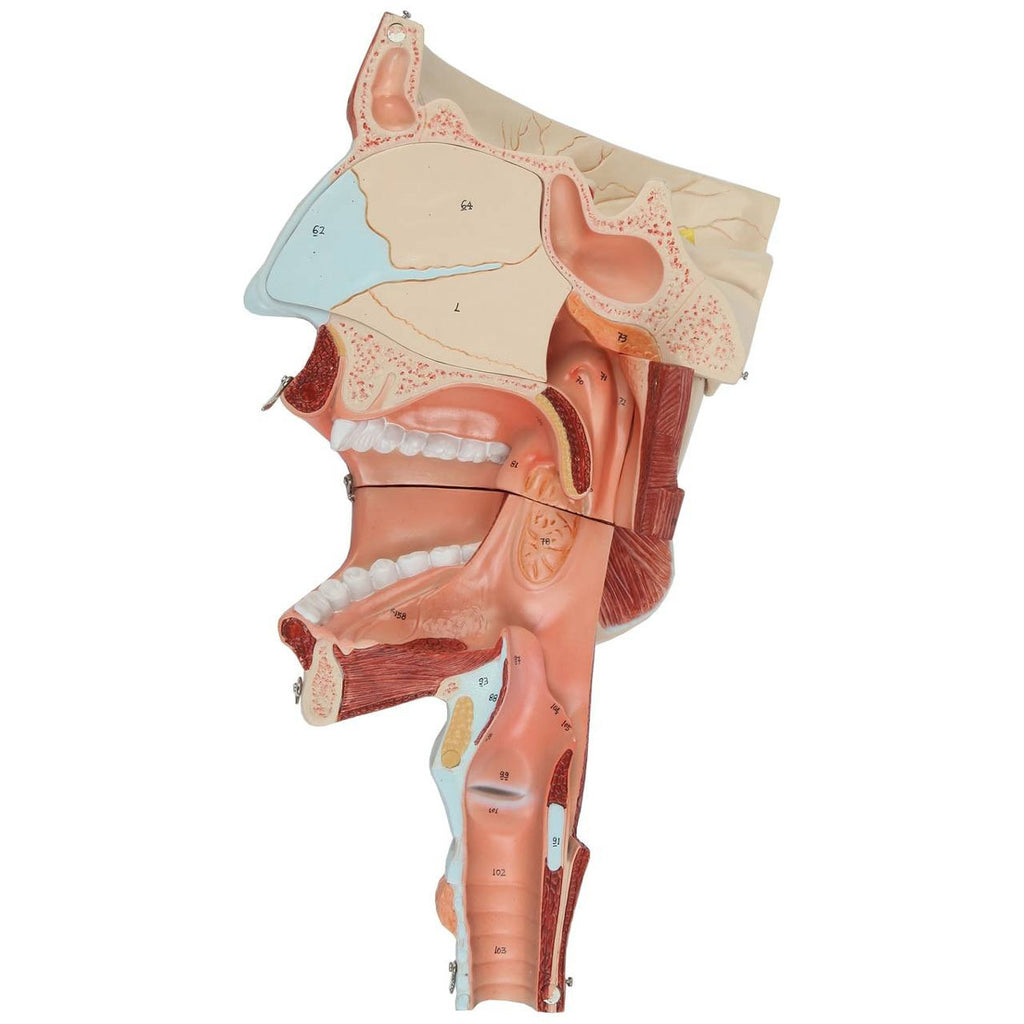 Evotech Scientific Deluxe Cavities of the Nose, Mouth and Throat with Larynx, 2x Life Size, 10 Parts