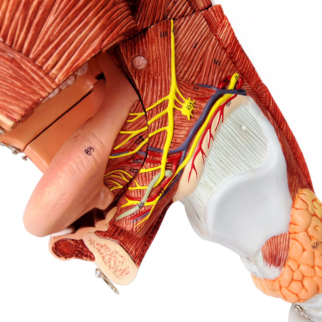 Evotech Scientific Deluxe Cavities of the Nose, Mouth and Throat with Larynx, 2x Life Size, 10 Parts