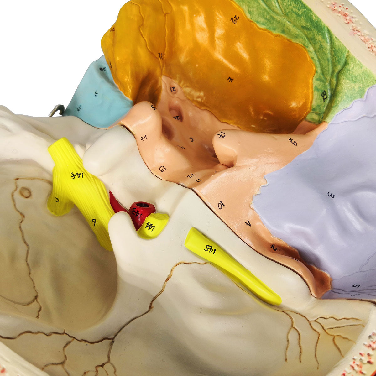 Evotech Scientific Deluxe Cavities of the Nose, Mouth and Throat with Larynx, 2x Life Size, 10 Parts