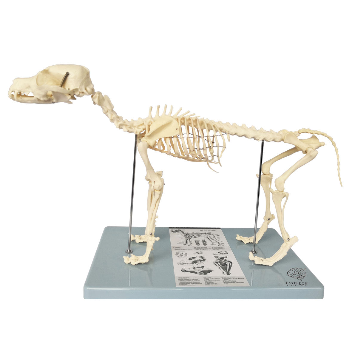 Evotech Scientific Dog Skeletal Anatomical Model Life-size 12" Tall Mounted to Base