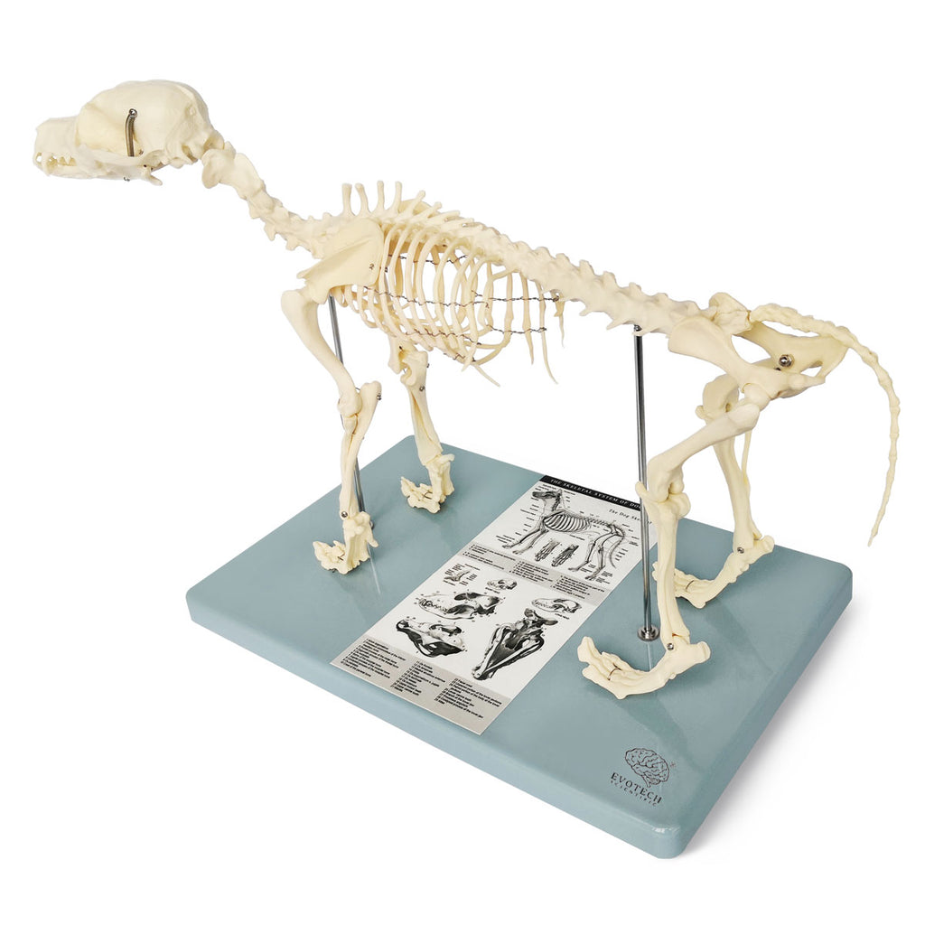 Evotech Scientific Dog Skeletal Anatomical Model Life-size 12" Tall Mounted to Base
