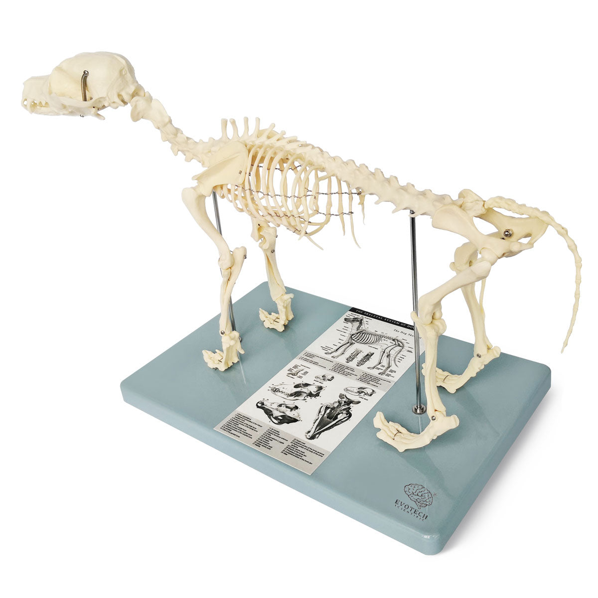 Evotech Scientific Dog Skeletal Anatomical Model Life-size 12" Tall Mounted to Base