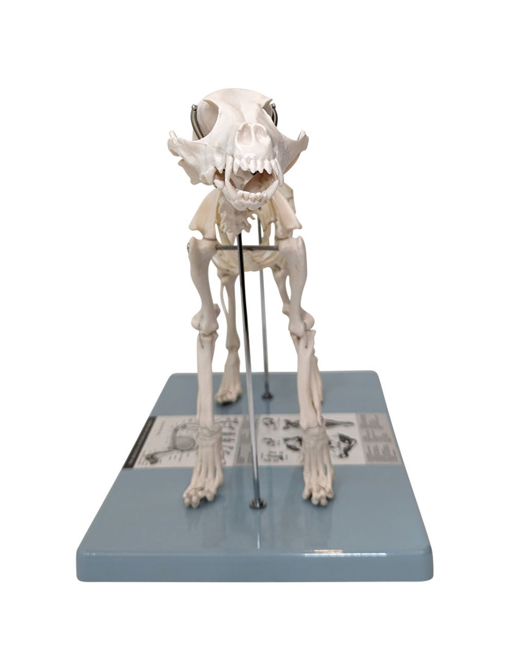 Evotech Scientific Dog Skeletal Anatomical Model Life-size 12" Tall Mounted to Base