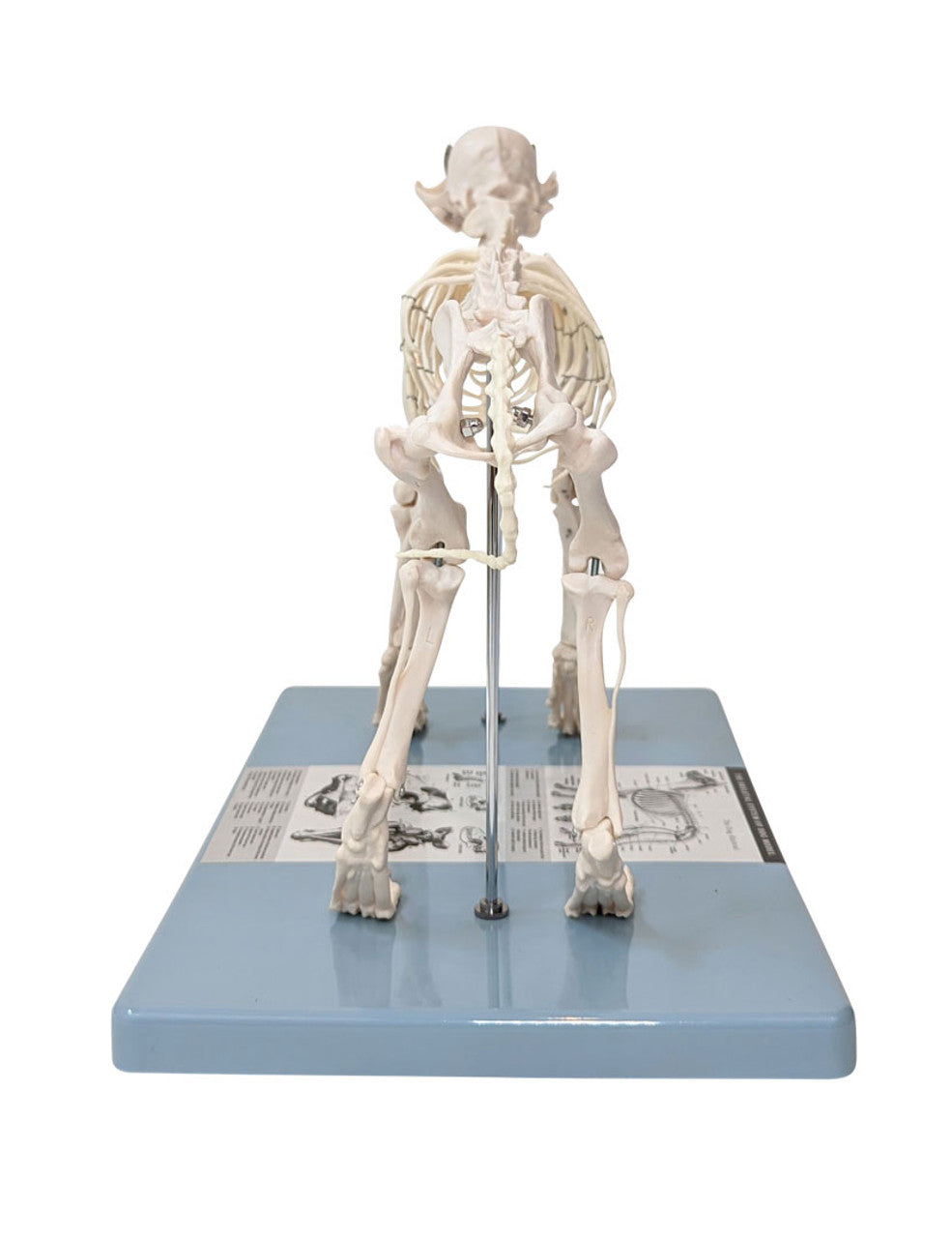 Evotech Scientific Dog Skeletal Anatomical Model Life-size 12" Tall Mounted to Base