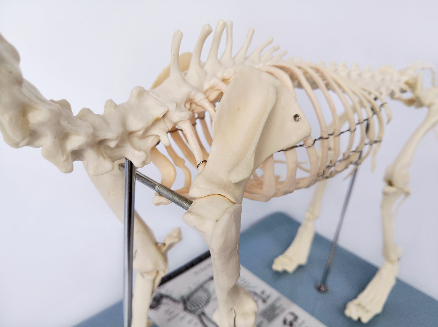 Evotech Scientific Dog Skeletal Anatomical Model Life-size 12" Tall Mounted to Base