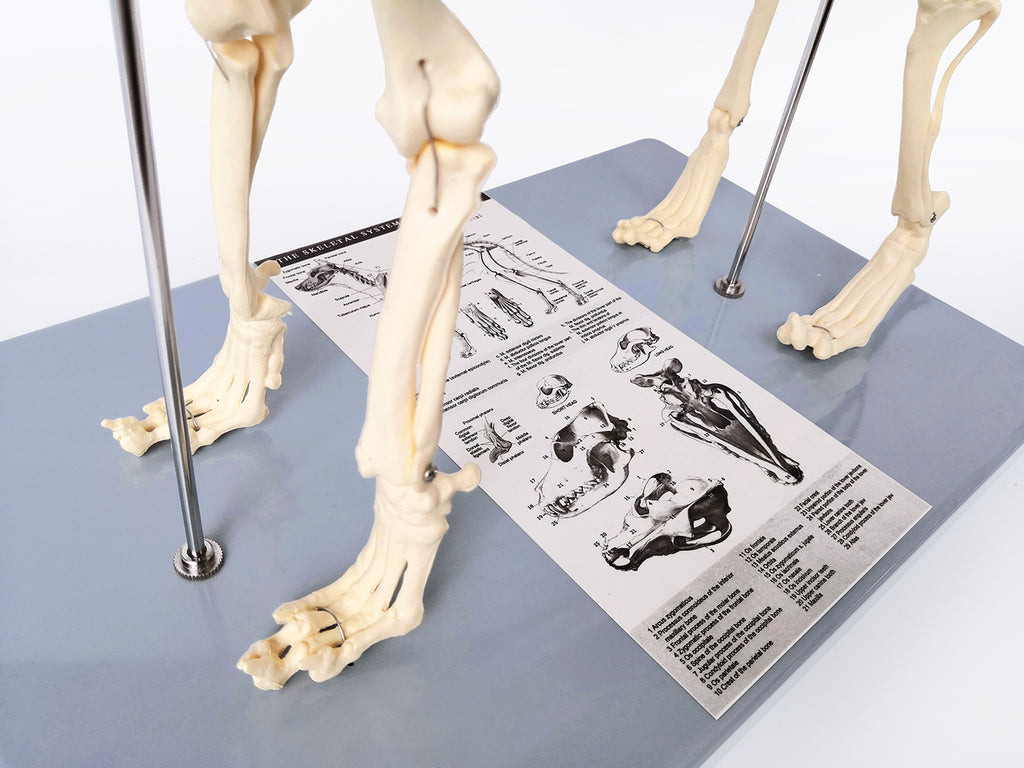 Evotech Scientific Dog Skeletal Anatomical Model Life-size 12" Tall Mounted to Base