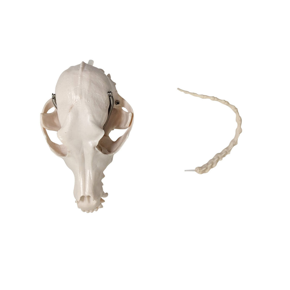 Evotech Scientific Dog Skeletal Anatomical Model Life-size 12" Tall Mounted to Base