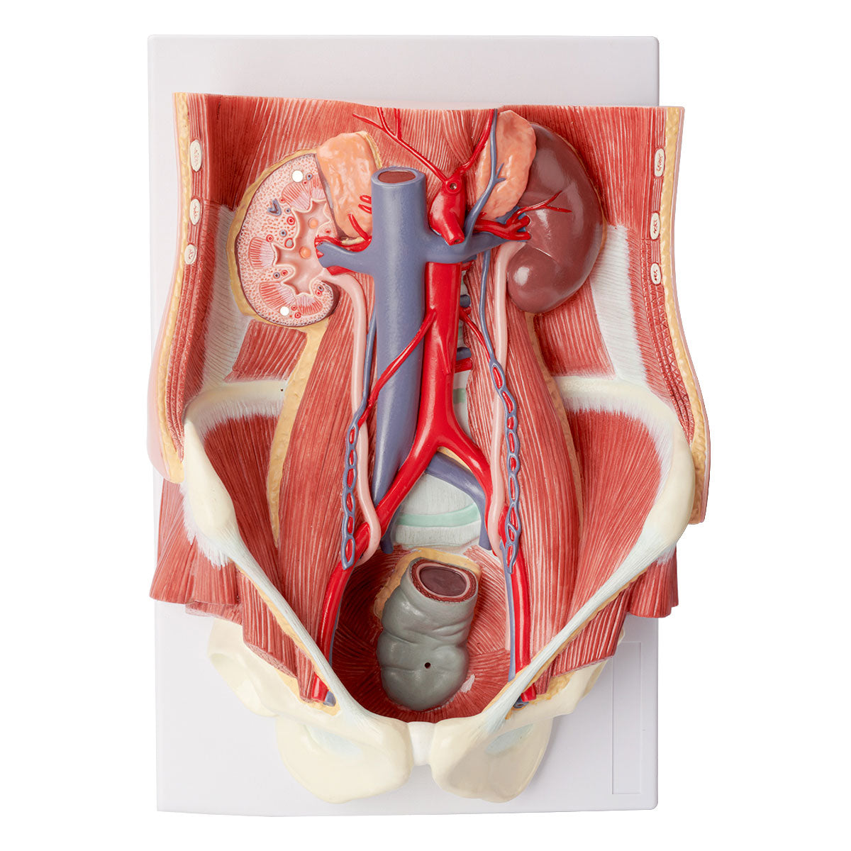 Evotech Scientific Dual Sex Urinary System Model, 6 Parts