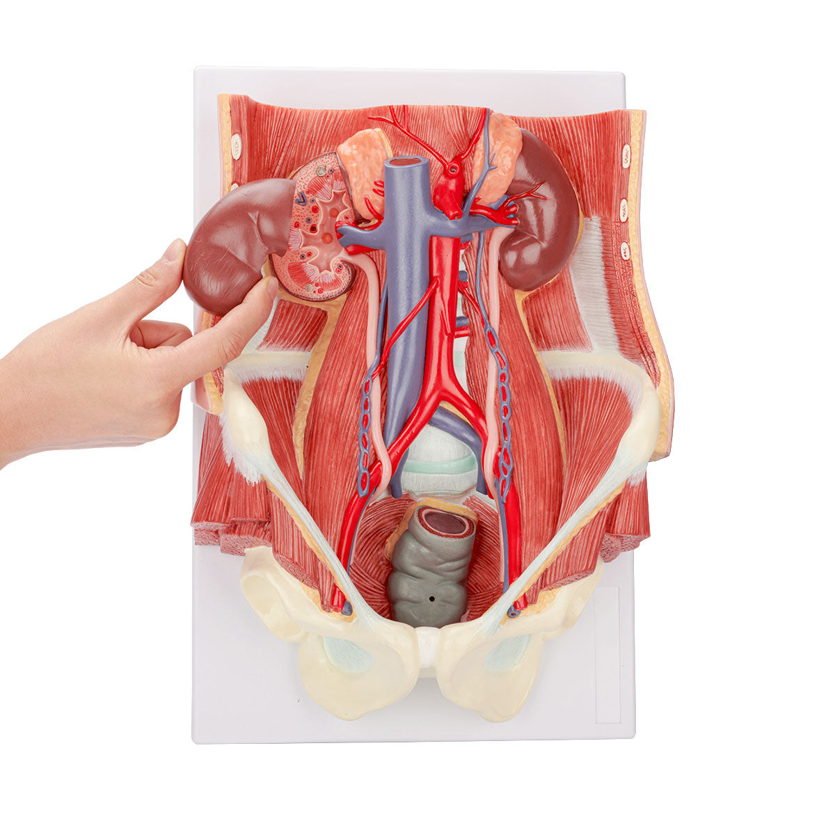 Evotech Scientific Dual Sex Urinary System Model, 6 Parts