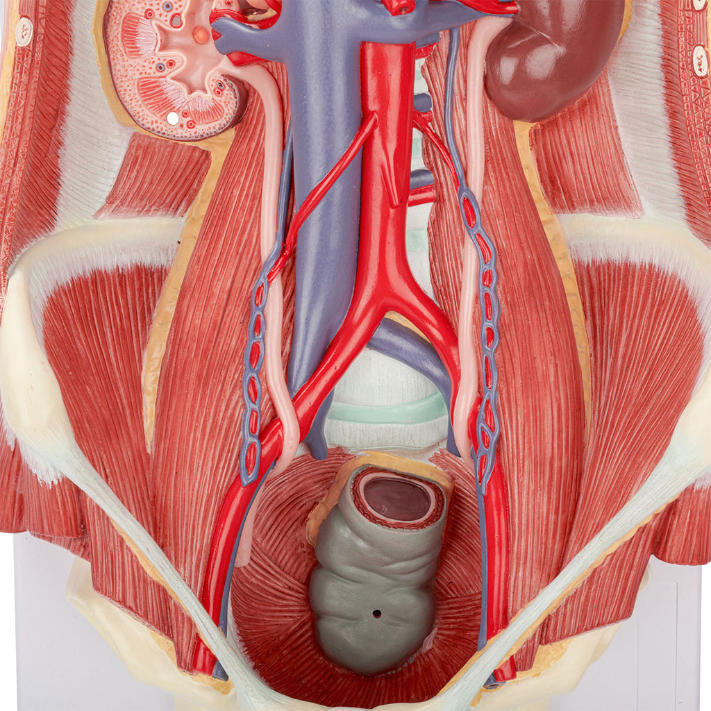 Evotech Scientific Dual Sex Urinary System Model, 6 Parts