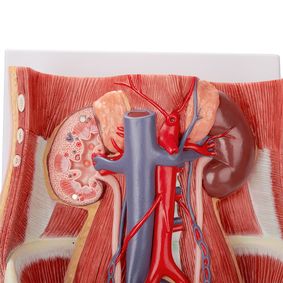 Evotech Scientific Dual Sex Urinary System Model, 6 Parts