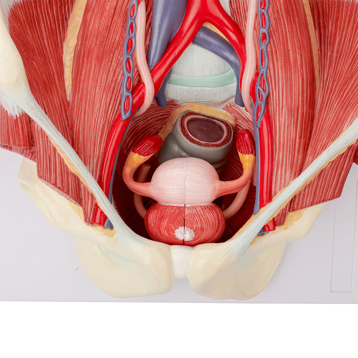 Evotech Scientific Dual Sex Urinary System Model, 6 Parts