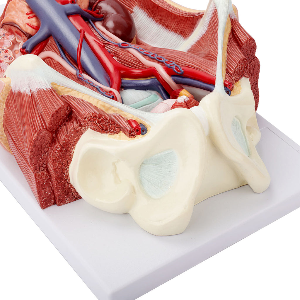 Evotech Scientific Dual Sex Urinary System Model, 6 Parts