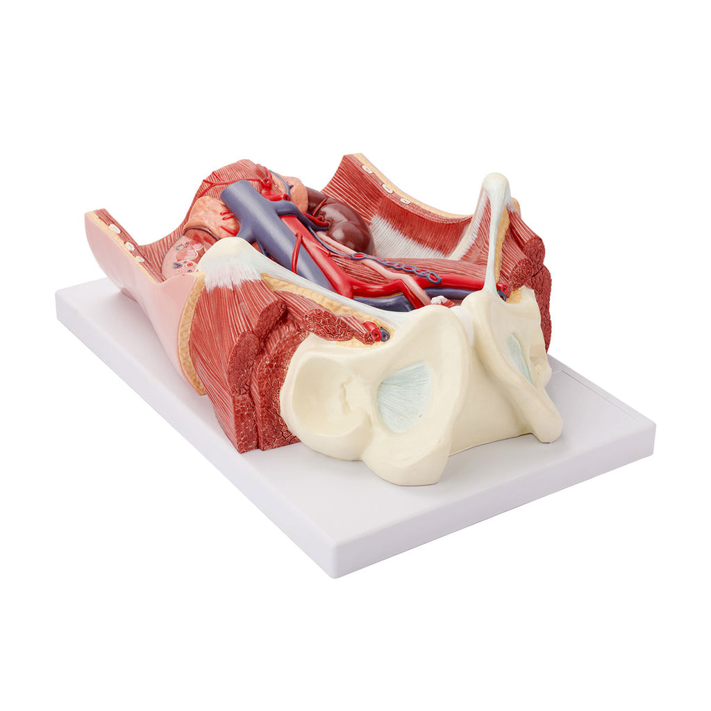 Evotech Scientific Dual Sex Urinary System Model, 6 Parts