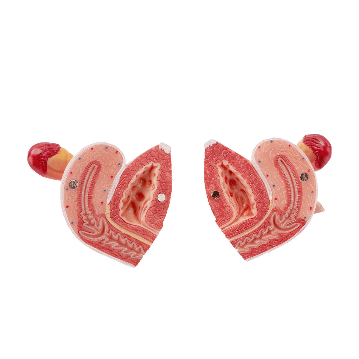 Evotech Scientific Dual Sex Urinary System Model, 6 Parts