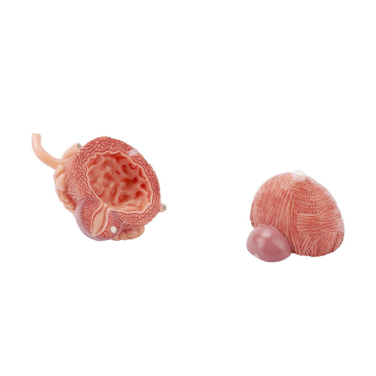 Evotech Scientific Dual Sex Urinary System Model, 6 Parts