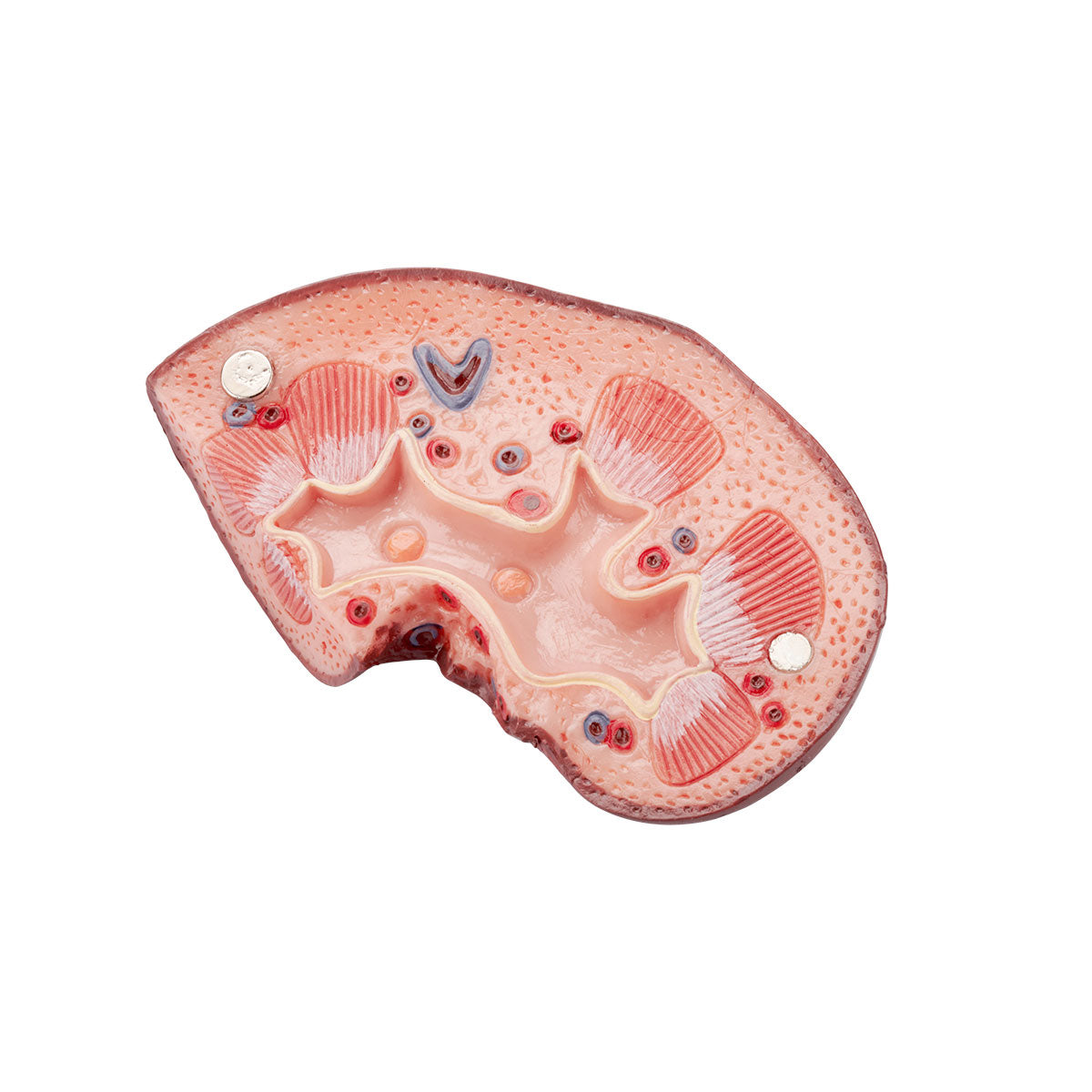 Evotech Scientific Dual Sex Urinary System Model, 6 Parts