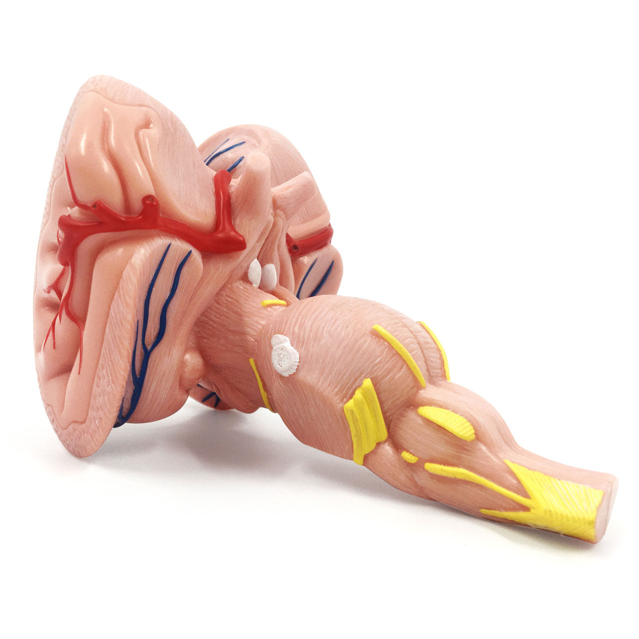 Evotech Scientific Enlarged Brain Stem Anatomy Model 2 Parts