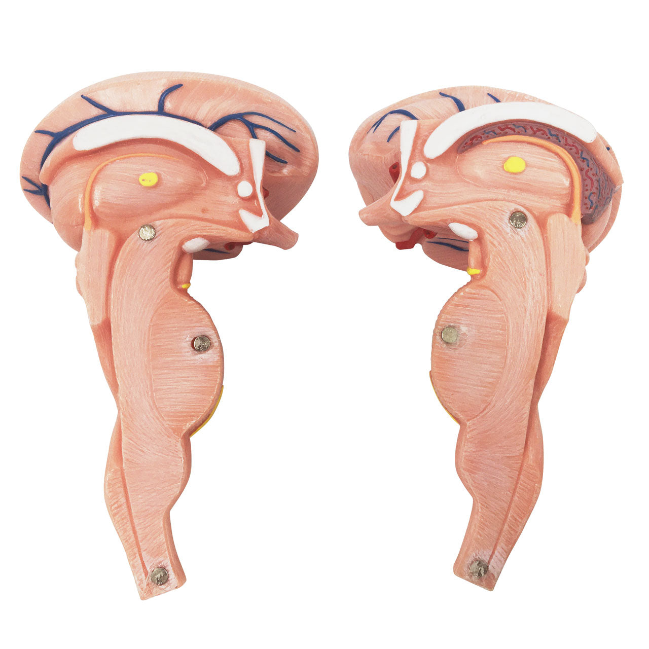 Evotech Scientific Enlarged Brain Stem Anatomy Model 2 Parts