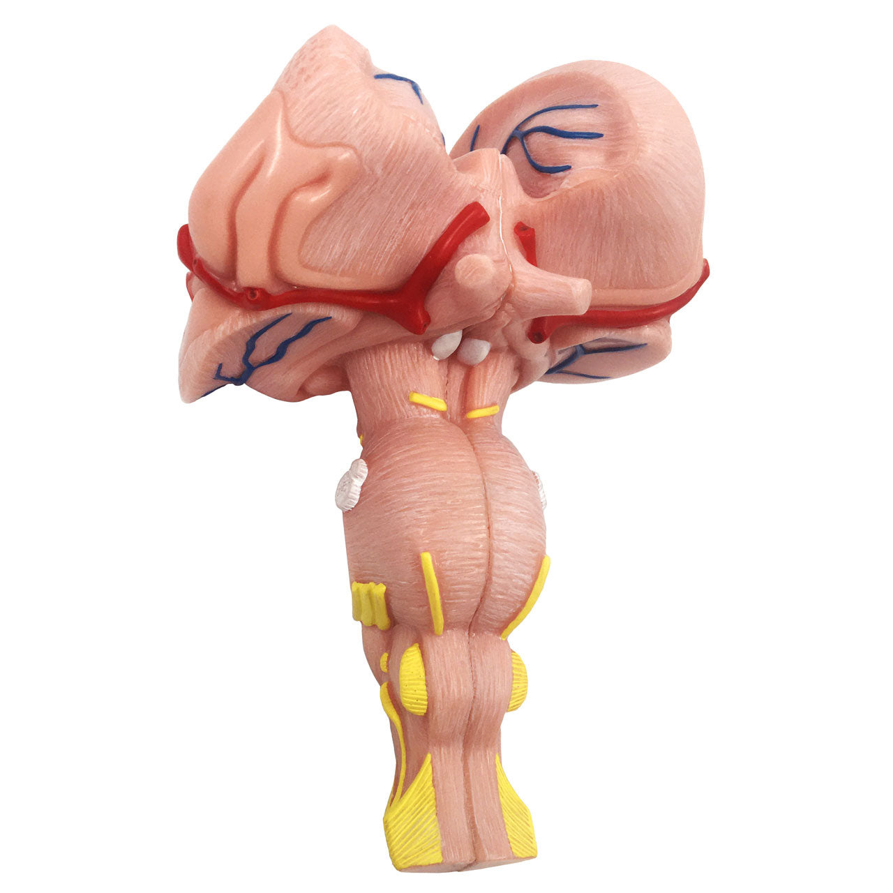 labeled brain stem model