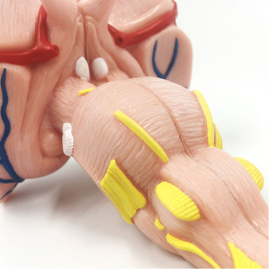 Evotech Scientific Enlarged Brain Stem Anatomy Model 2 Parts