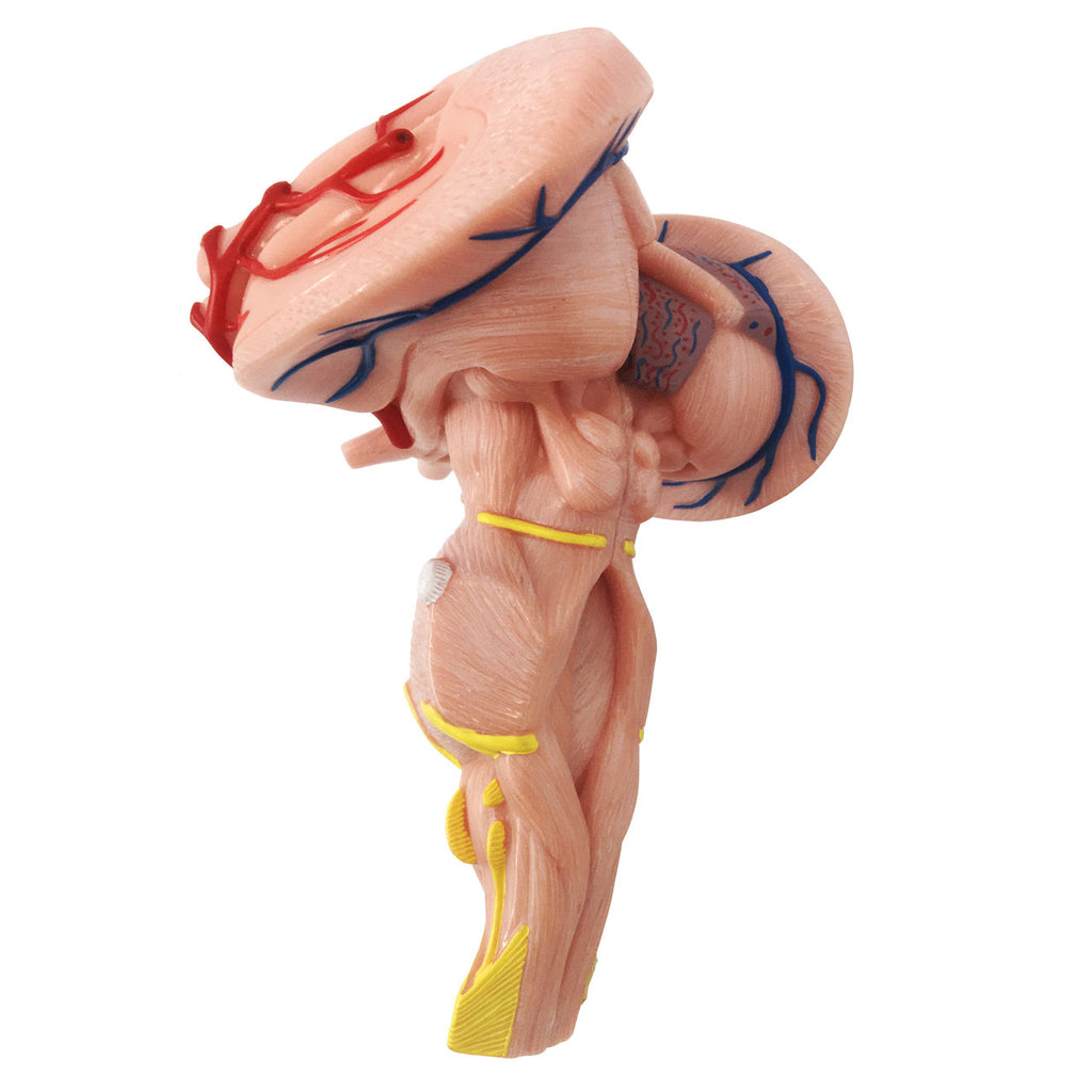 Evotech Scientific Enlarged Brain Stem Anatomy Model 2 Parts