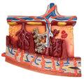 Evotech Scientific Enlarged Model of Placenta Detailed Cross Section Shows Blood Flow and Nutrition