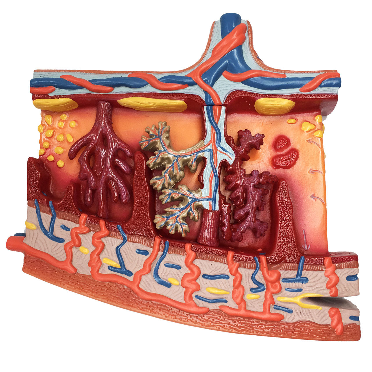 Evotech Scientific Enlarged Model of Placenta Detailed Cross Section Shows Blood Flow and Nutrition