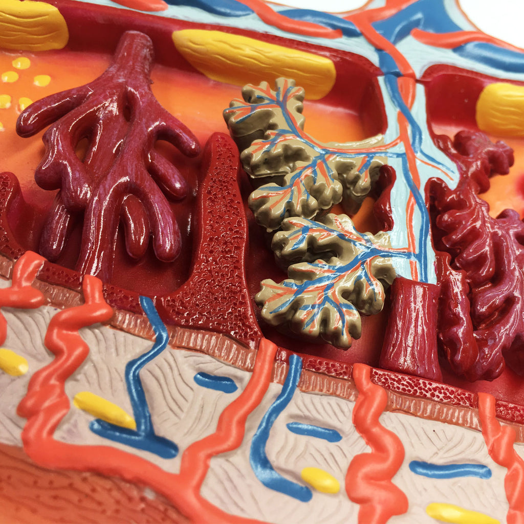Evotech Scientific Enlarged Model of Placenta Detailed Cross Section Shows Blood Flow and Nutrition