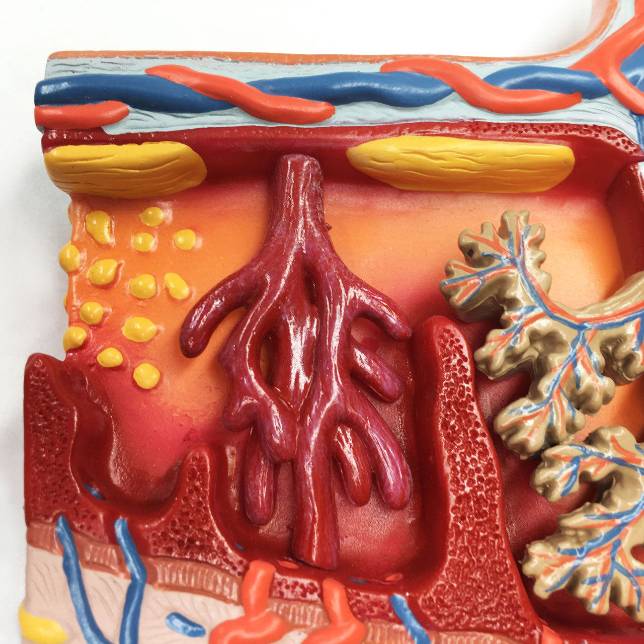 Evotech Scientific Enlarged Model of Placenta Detailed Cross Section Shows Blood Flow and Nutrition