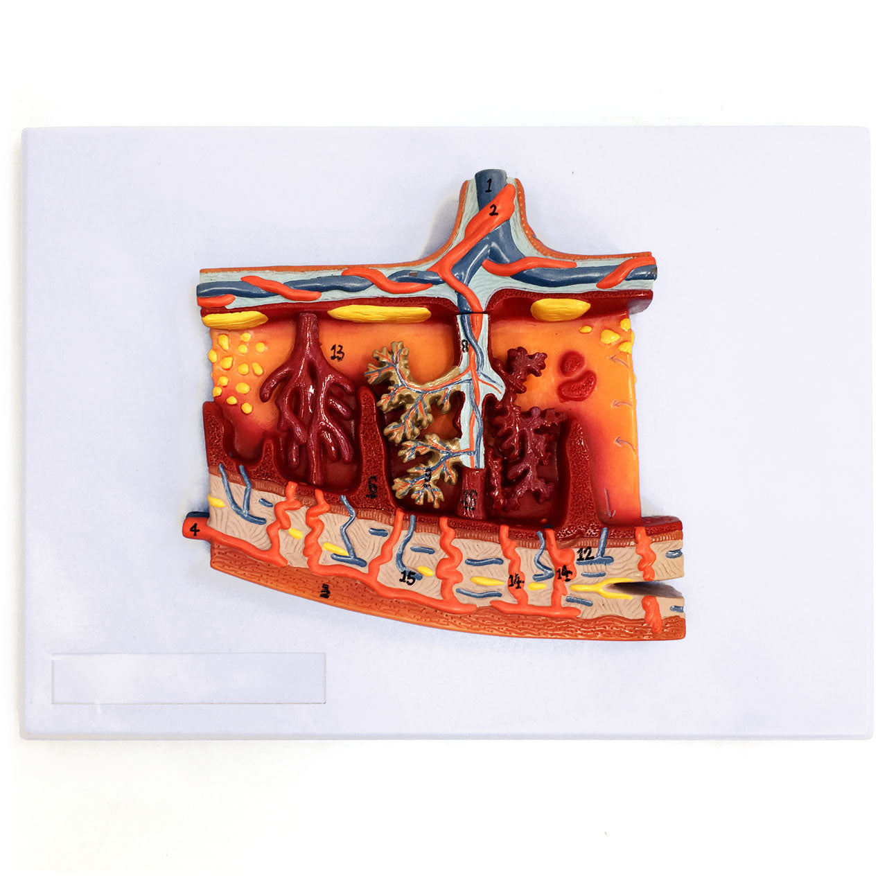 Evotech Scientific Enlarged Model of Placenta Detailed Cross Section Shows Blood Flow and Nutrition