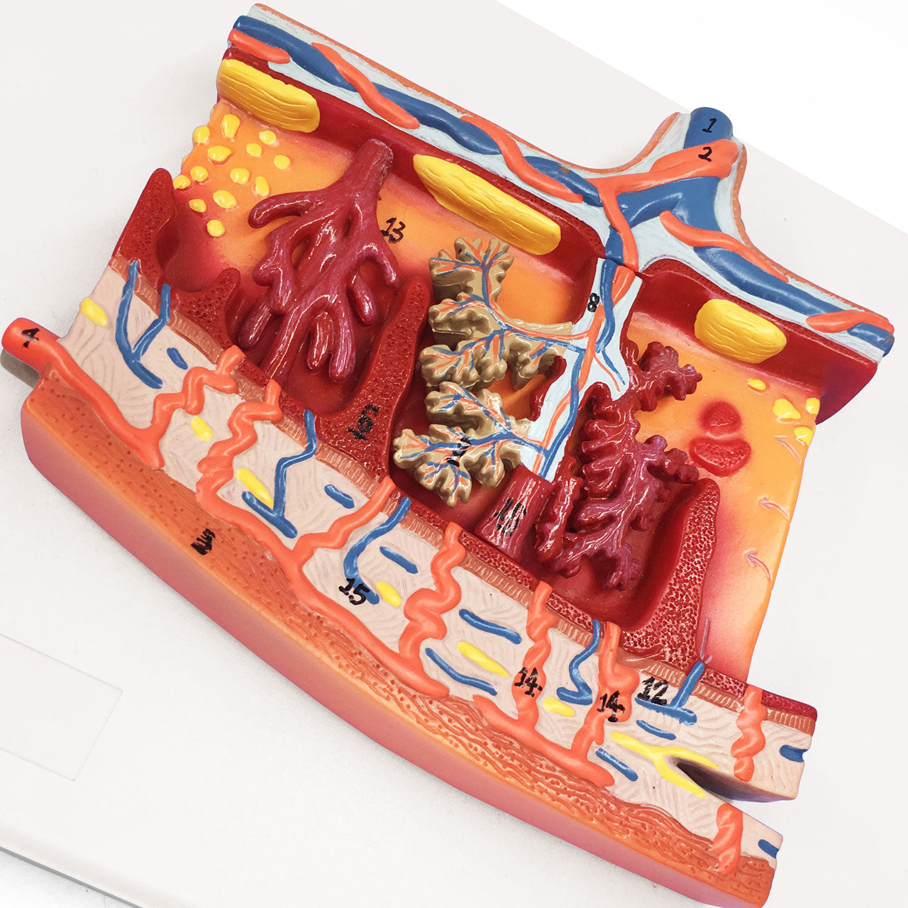 Evotech Scientific Enlarged Model of Placenta Detailed Cross Section Shows Blood Flow and Nutrition