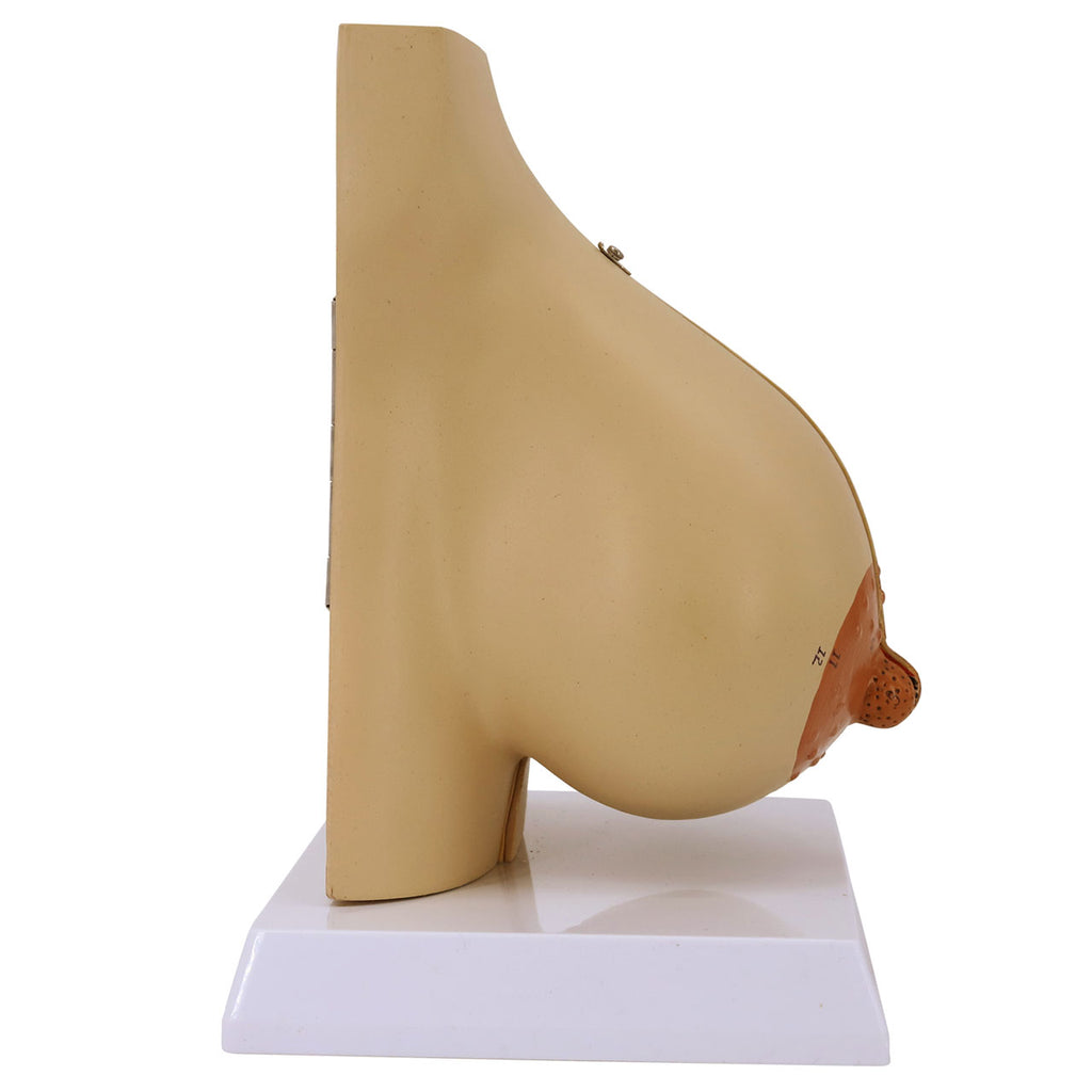 Evotech Scientific Female Breast Model in Lactation Period