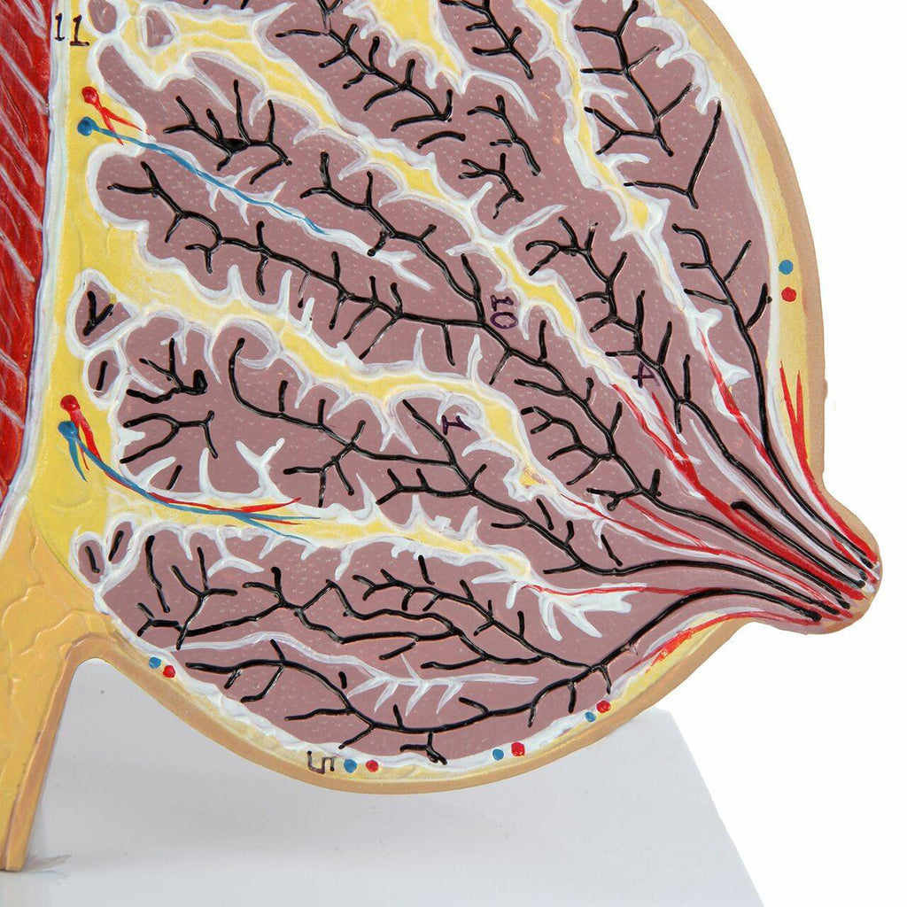 Evotech Scientific Female Breast Model in Lactation Period