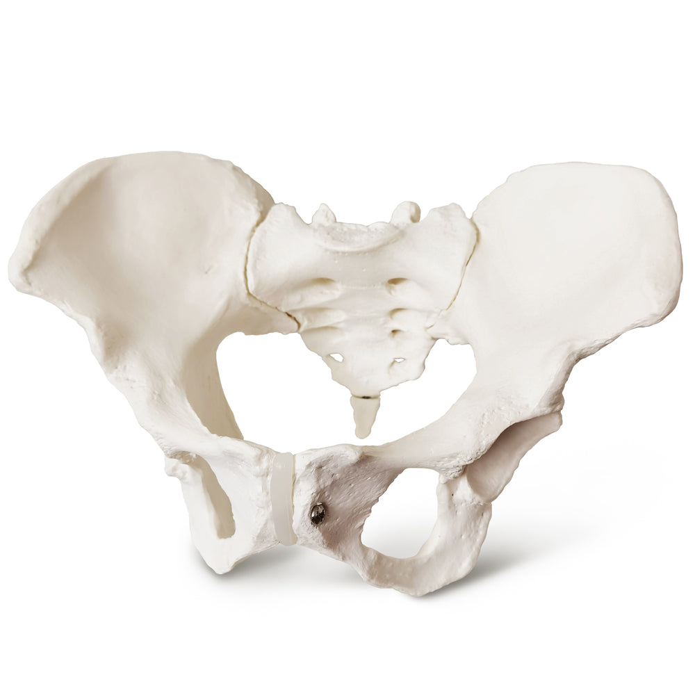Evotech Scientific Evotech Scientific Female Skeletal Pelvis