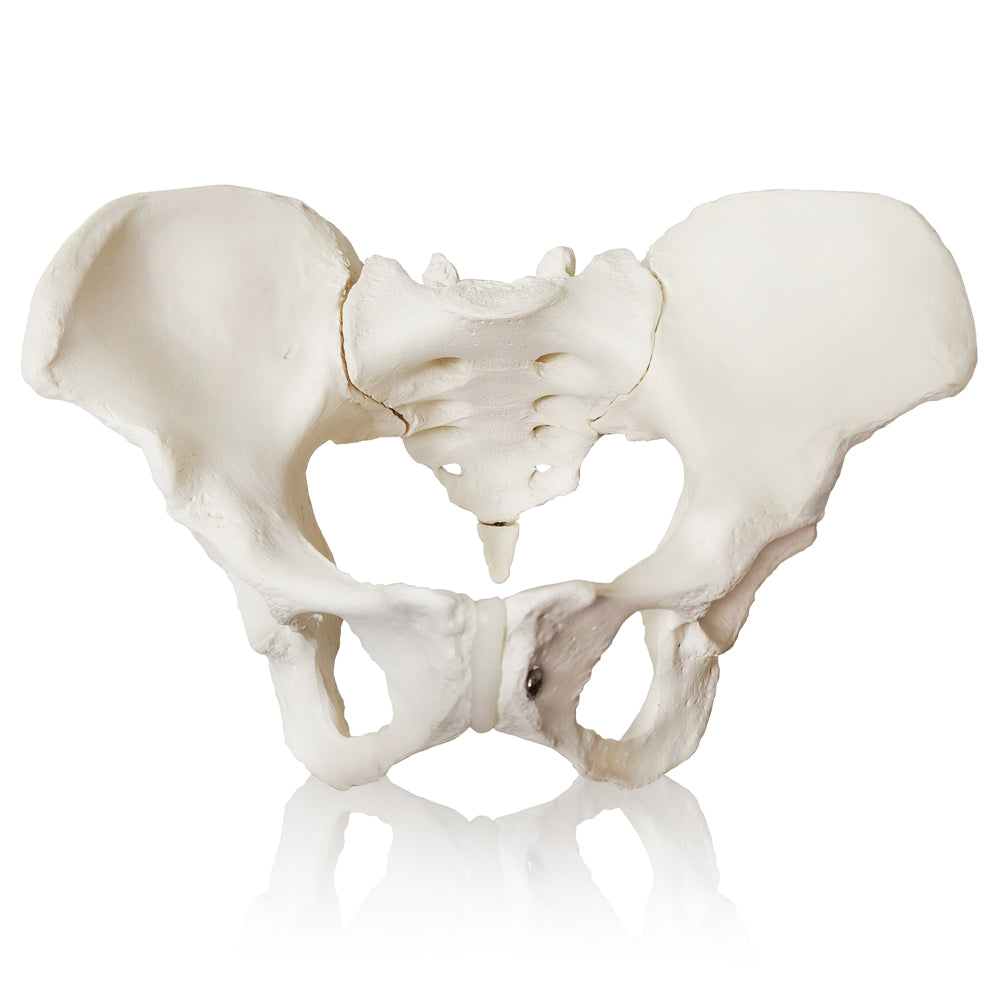 Evotech Scientific Evotech Scientific Female Skeletal Pelvis