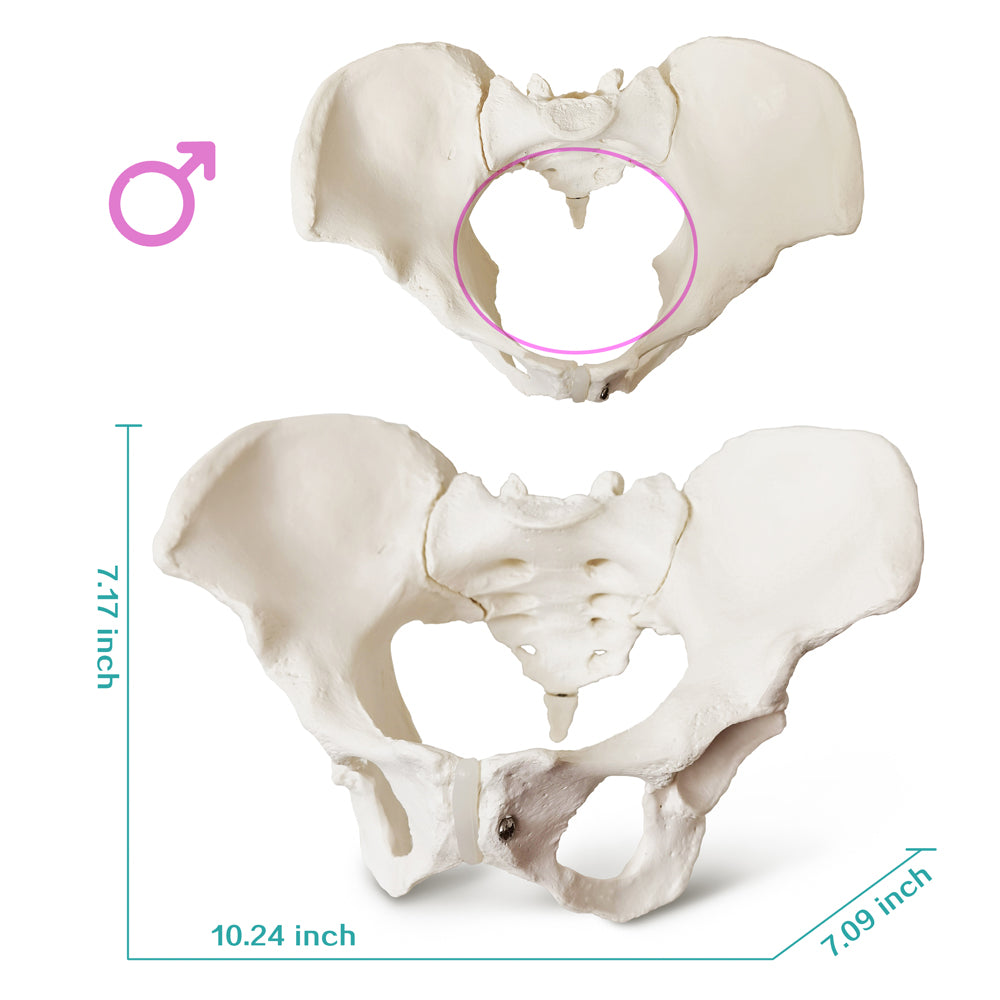 Evotech Scientific Evotech Scientific Female Skeletal Pelvis