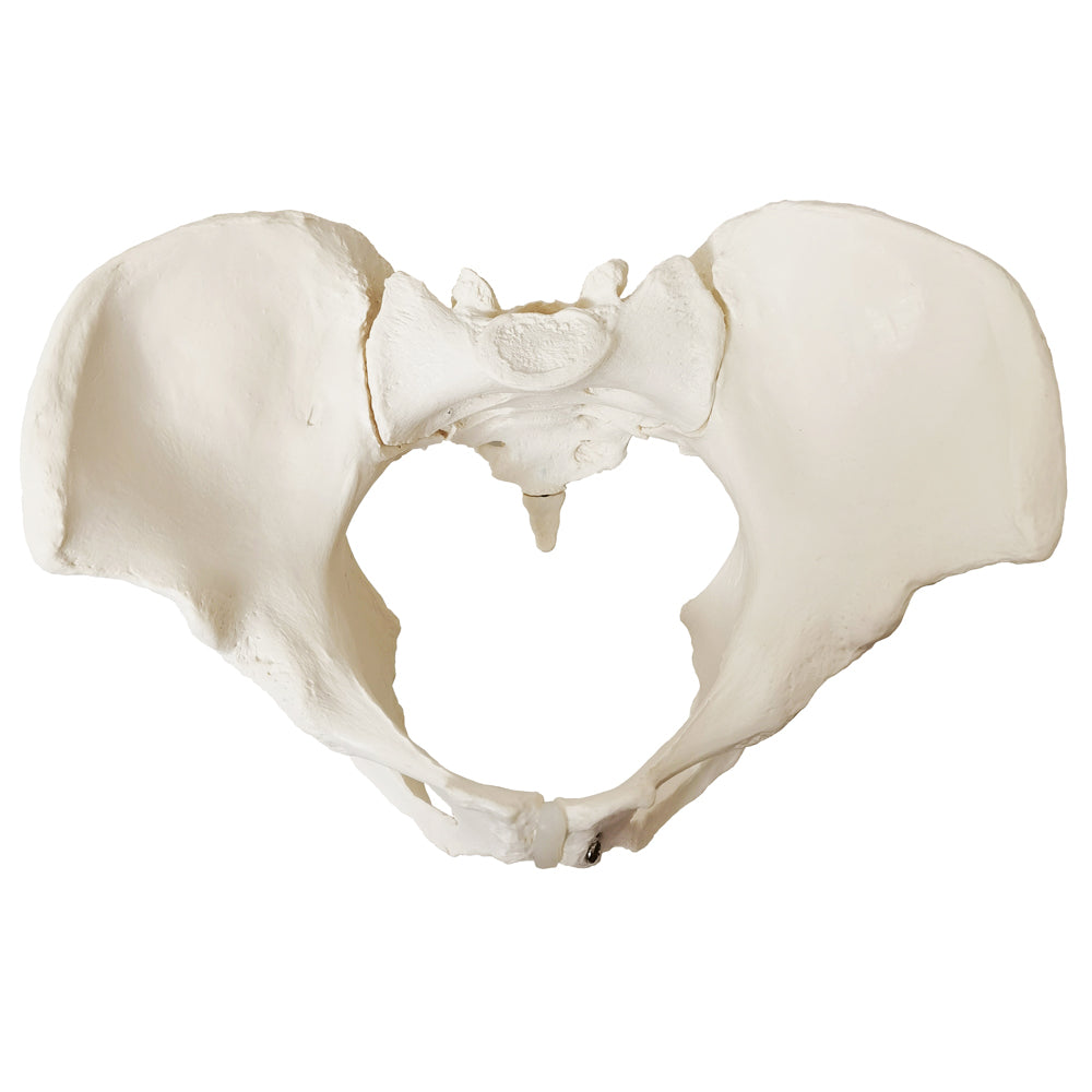 Evotech Scientific Evotech Scientific Female Skeletal Pelvis