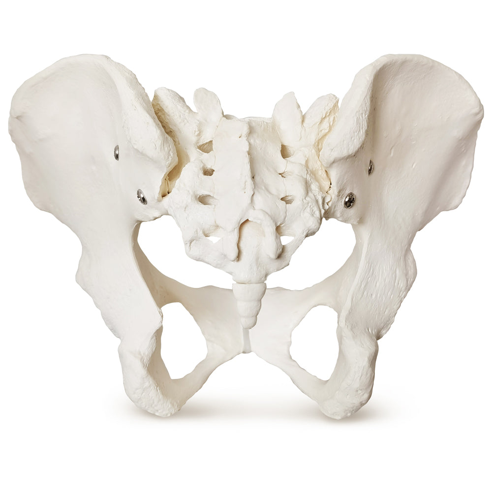 Evotech Scientific Evotech Scientific Female Skeletal Pelvis