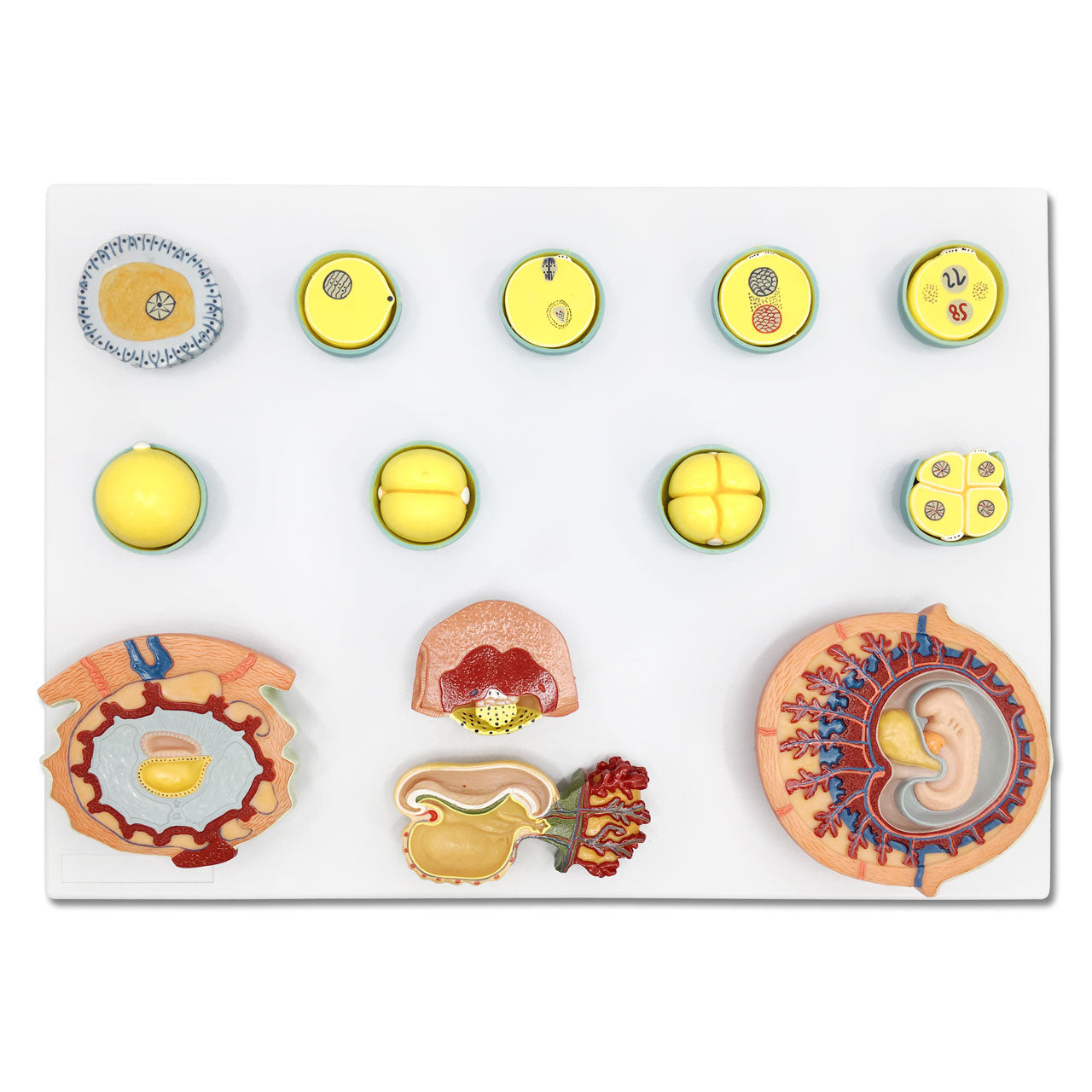 Fertilization And Early Embryonic Development The Diagram Illustrates