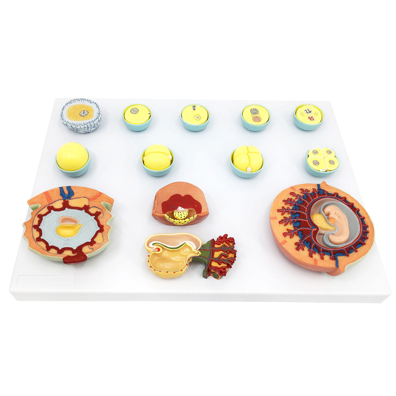 Evotech Scientific Fertilization and Early Embryonic Development Process Anatomy Model