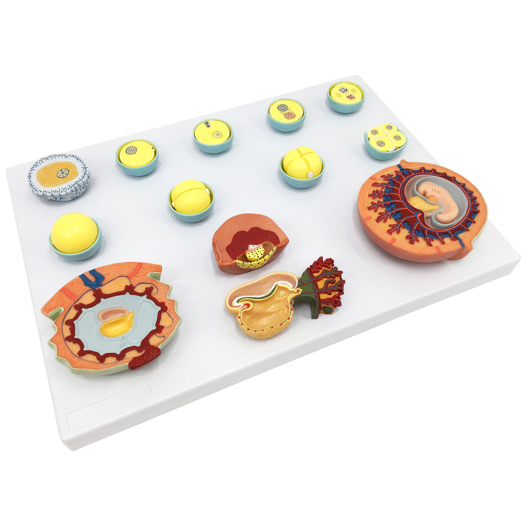 Evotech Scientific Fertilization and Early Embryonic Development Process Anatomy Model