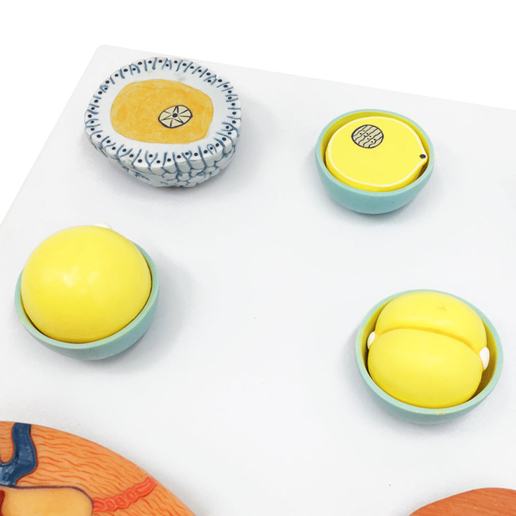 Evotech Scientific Fertilization and Early Embryonic Development Process Anatomy Model