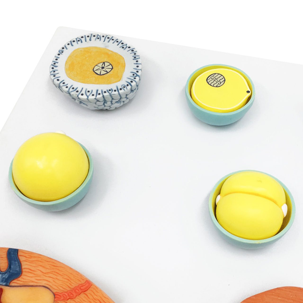 Evotech Scientific Fertilization and Early Embryonic Development Process Anatomy Model