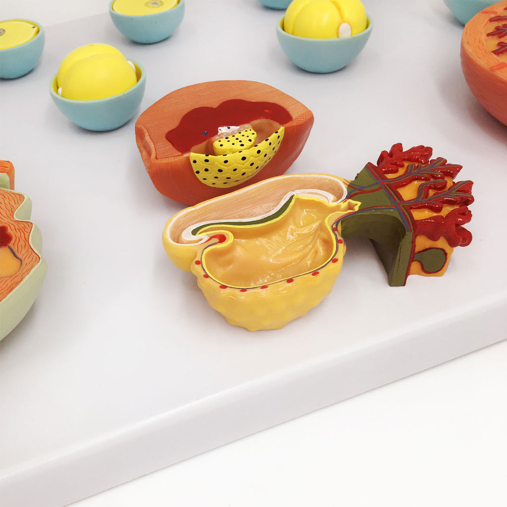 Evotech Scientific Fertilization and Early Embryonic Development Process Anatomy Model