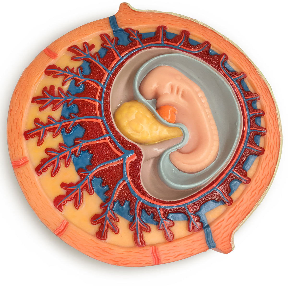 Human Embryo Pool Human Embryonic Development