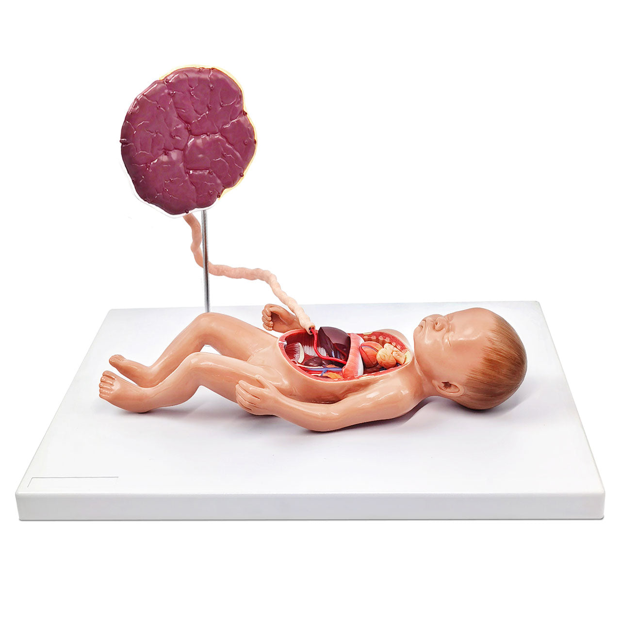 Evotech Scientific Fetal Blood Circulatory System Model Anatomical fetus model with placenta and Umbilical Cord