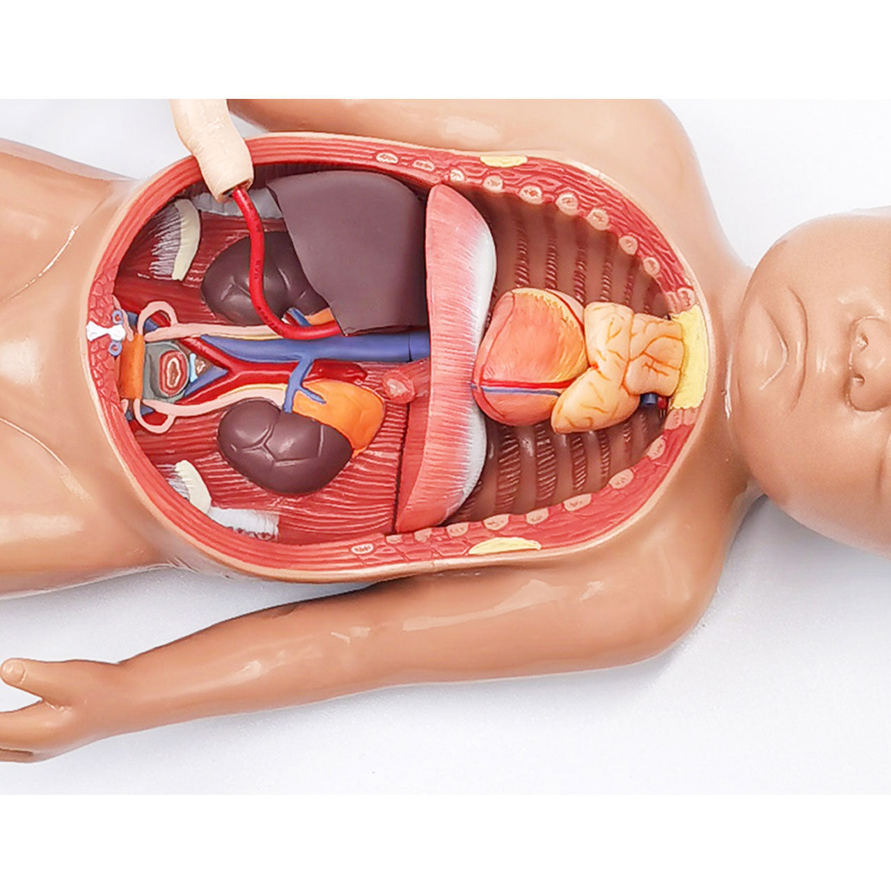 Evotech Scientific Fetal Blood Circulatory System Model Anatomical fetus model with placenta and Umbilical Cord