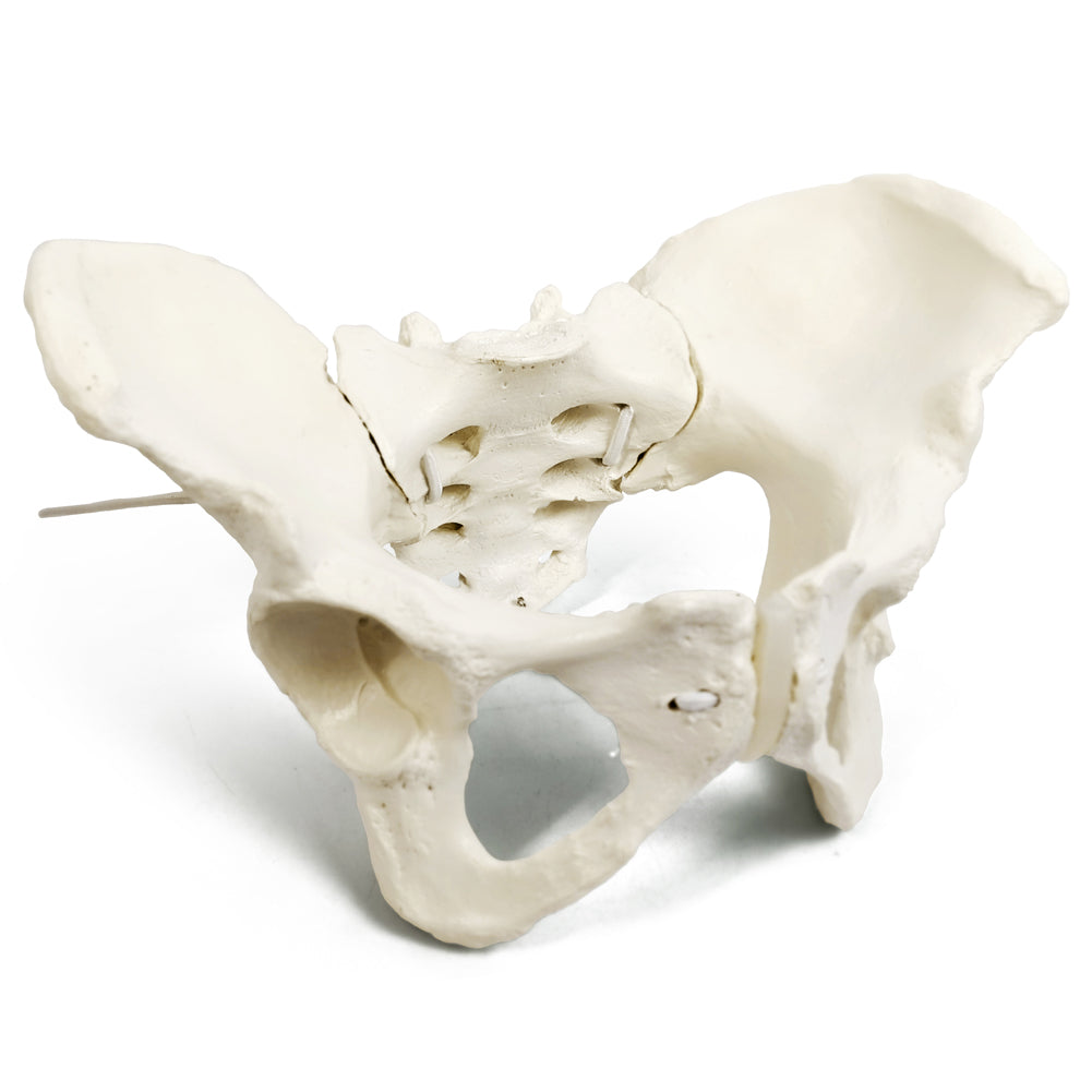 Evotech Scientific Flexible Life-Size Female Pelvis Model On Elastic